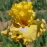 IRIS FRILLED TO BITS - L'iriseraie - KUTTOLSHEIM ALSACE FRANCE