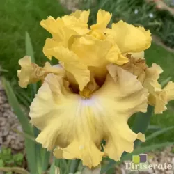 IRIS FRILLED TO BITS - L'iriseraie - KUTTOLSHEIM ALSACE FRANCE