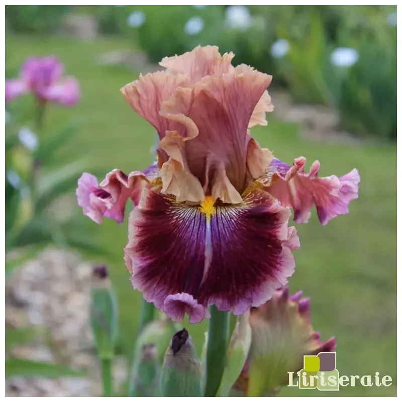 IRIS FUNDAY MONDAY - L'iriseraie - KUTTOLSHEIM ALSACE FRANCE