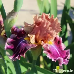 IRIS FUNDAY MONDAY - L'iriseraie - KUTTOLSHEIM ALSACE FRANCE