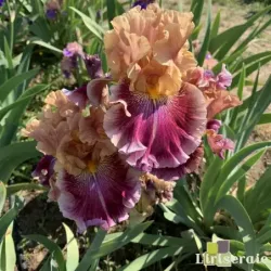 IRIS FUNDAY MONDAY - L'iriseraie - KUTTOLSHEIM ALSACE FRANCE