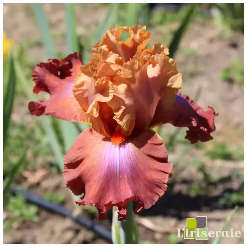 IRIS FUOCO E FIAMME - L'iriseraie - KUTTOLSHEIM ALSACE FRANCE