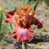 IRIS FUOCO E FIAMME - L'iriseraie - KUTTOLSHEIM ALSACE FRANCE