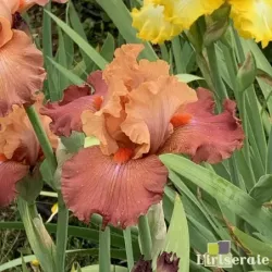 IRIS FUOCO E FIAMME - L'iriseraie - KUTTOLSHEIM ALSACE FRANCE