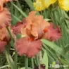 IRIS FUOCO E FIAMME - L'iriseraie - KUTTOLSHEIM ALSACE FRANCE