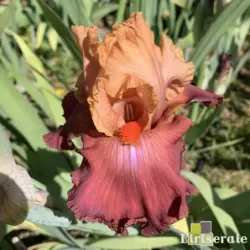 IRIS FUOCO E FIAMME - L'iriseraie - KUTTOLSHEIM ALSACE FRANCE