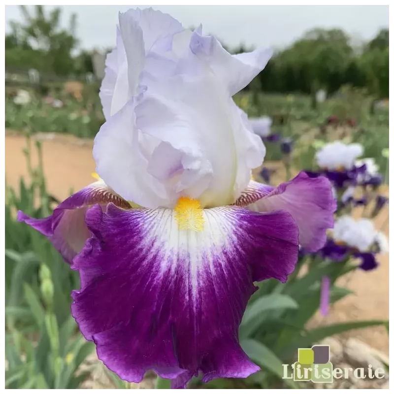 IRIS CHARLIE - L'iriseraie - KUTTOLSHEIM ALSACE FRANCE