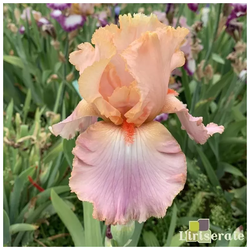 IRIS GOODBYE HEART - L'iriseraie - KUTTOLSHEIM ALSACE FRANCE