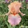 IRIS GOODBYE HEART - L'iriseraie - KUTTOLSHEIM ALSACE FRANCE