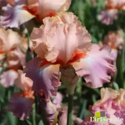 IRIS GOODBYE HEART - L'iriseraie - KUTTOLSHEIM ALSACE FRANCE