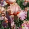 IRIS GOODBYE HEART - L'iriseraie - KUTTOLSHEIM ALSACE FRANCE