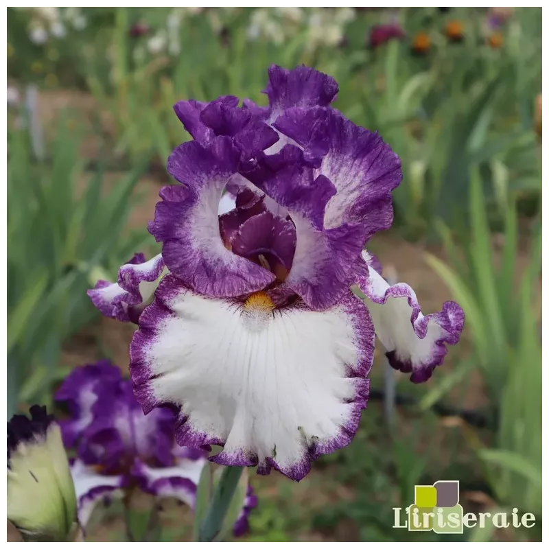 IRIS GOT THE MELODY - L'iriseraie - KUTTOLSHEIM ALSACE FRANCE