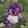 IRIS GOT THE MELODY - L'iriseraie - KUTTOLSHEIM ALSACE FRANCE