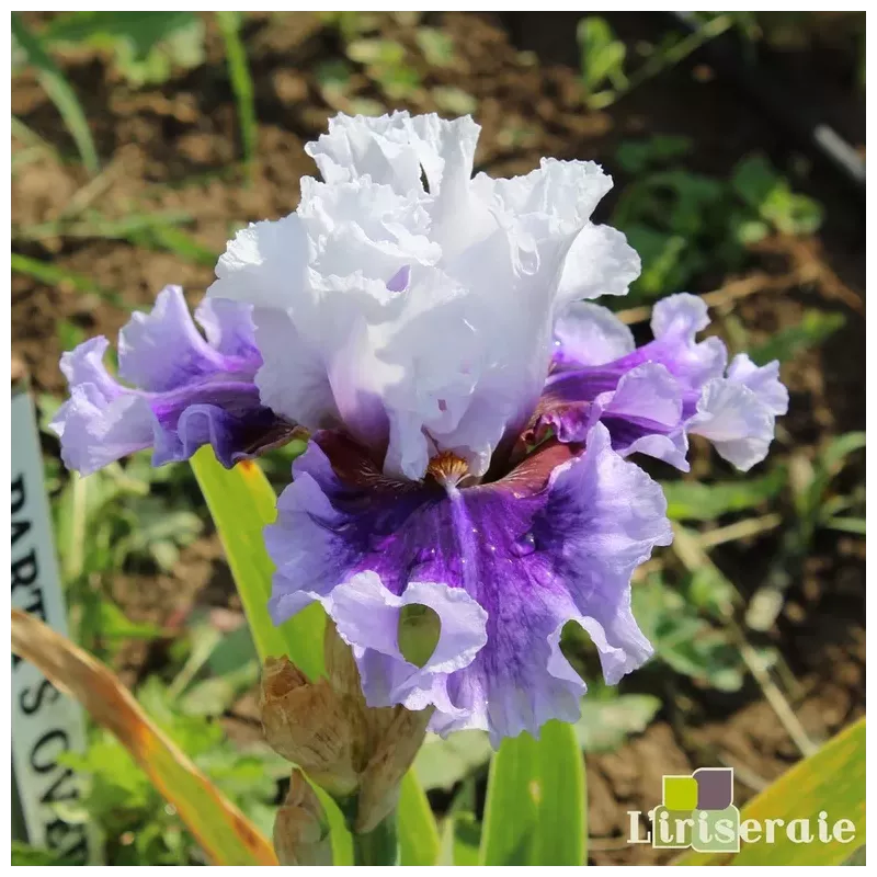 IRIS GOTHIC LORD - L'iriseraie - KUTTOLSHEIM ALSACE FRANCE
