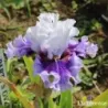 IRIS GOTHIC LORD - L'iriseraie - KUTTOLSHEIM ALSACE FRANCE