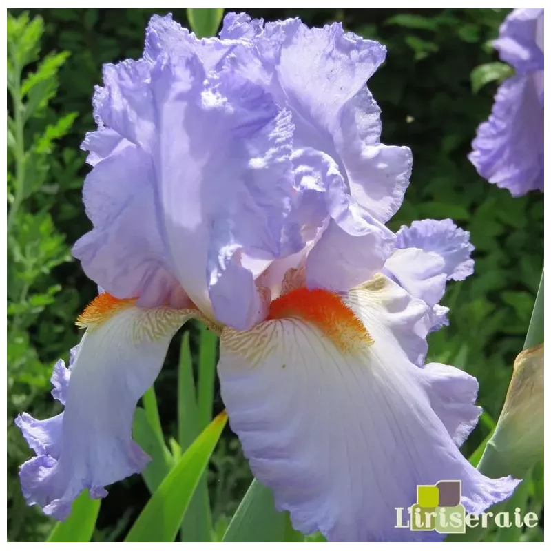 IRIS GRECIAN SKIES - L'iriseraie - KUTTOLSHEIM ALSACE FRANCE