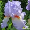 IRIS GRECIAN SKIES - L'iriseraie - KUTTOLSHEIM ALSACE FRANCE