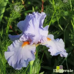 IRIS GRECIAN SKIES - L'iriseraie - KUTTOLSHEIM ALSACE FRANCE