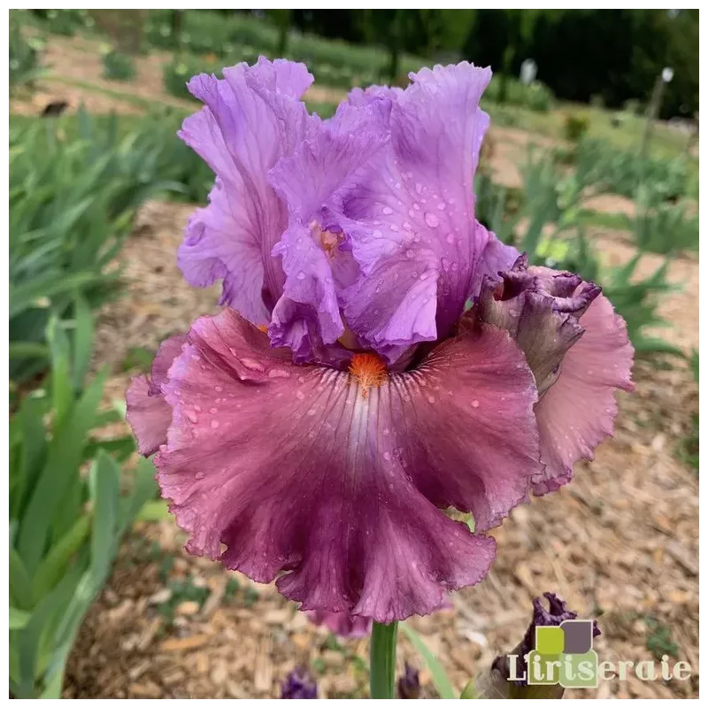 IRIS CHASING DESTINY - L'iriseraie - KUTTOLSHEIM ALSACE FRANCE IRIS CHASING DESTINY - L'iriseraie - KUTTOLSHEIM ALSACE FRANCE