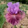 IRIS CHASING DESTINY - L'iriseraie - KUTTOLSHEIM ALSACE FRANCE