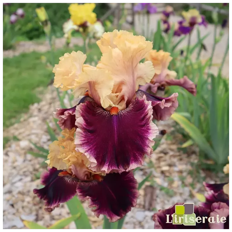 IRIS HELLO IT'S ME - L'iriseraie - KUTTOLSHEIM ALSACE FRANCE