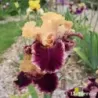 IRIS HELLO IT'S ME - L'iriseraie - KUTTOLSHEIM ALSACE FRANCE
