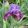 IRIS CHASING DESTINY - L'iriseraie - KUTTOLSHEIM ALSACE FRANCE