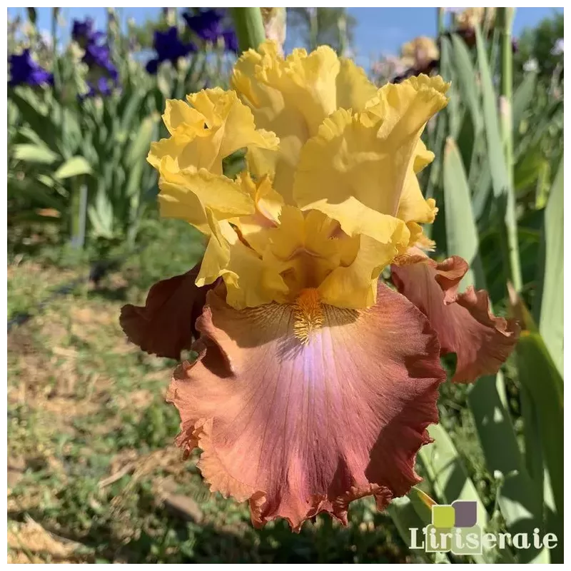 IRIS HIGH CHAPARRAL - L'iriseraie - KUTTOLSHEIM ALSACE FRANCE