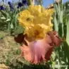 IRIS HIGH CHAPARRAL - L'iriseraie - KUTTOLSHEIM ALSACE FRANCE