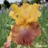 IRIS HIGH CHAPARRAL - L'iriseraie - KUTTOLSHEIM ALSACE FRANCE