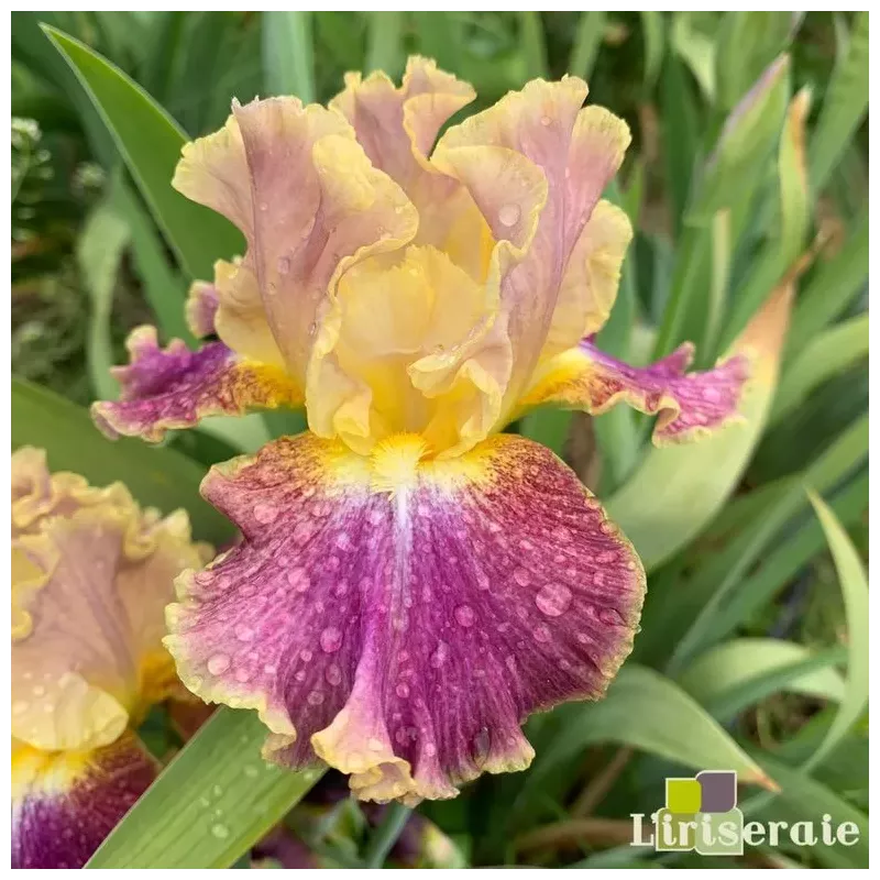 IRIS HIGH MASTER - L'iriseraie - KUTTOLSHEIM ALSACE FRANCE