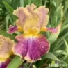 IRIS HIGH MASTER - L'iriseraie - KUTTOLSHEIM ALSACE FRANCE