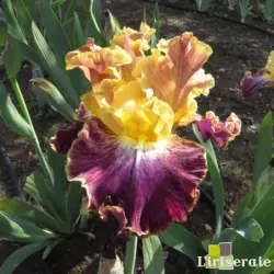 IRIS HIGH MASTER - L'iriseraie - KUTTOLSHEIM ALSACE FRANCE