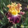IRIS HIGH MASTER - L'iriseraie - KUTTOLSHEIM ALSACE FRANCE
