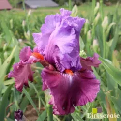 IRIS CHASING DESTINY - L'iriseraie - KUTTOLSHEIM ALSACE FRANCE