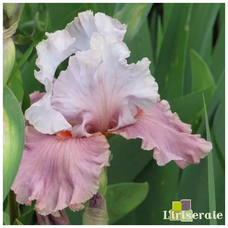 IRIS I'M DREAMING - L'iriseraie - KUTTOLSHEIM ALSACE FRANCE IRIS I'M DREAMING - L'iriseraie - KUTTOLSHEIM ALSACE FRANCE
