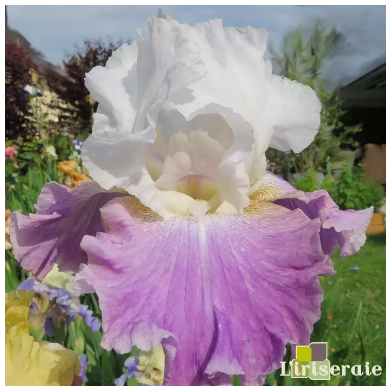 IRIS JAZZED UP - L'iriseraie - KUTTOLSHEIM ALSACE FRANCE