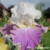 IRIS JAZZED UP - L'iriseraie - KUTTOLSHEIM ALSACE FRANCE