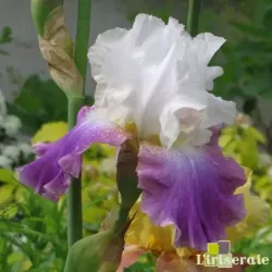 IRIS JAZZED UP - L'iriseraie - KUTTOLSHEIM ALSACE FRANCE