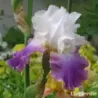 IRIS JAZZED UP - L'iriseraie - KUTTOLSHEIM ALSACE FRANCE