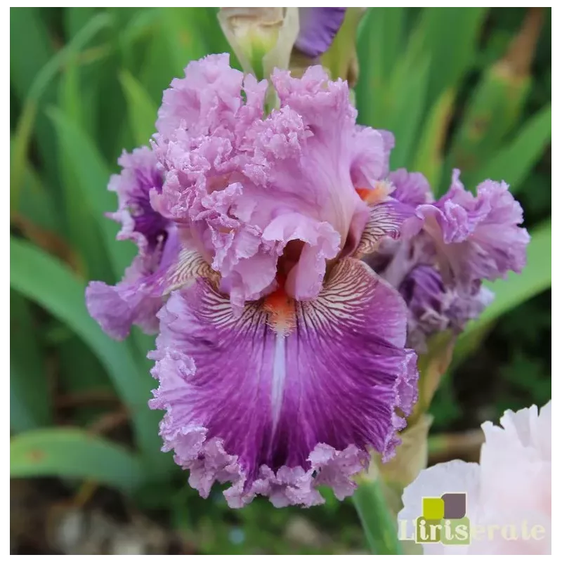 IRIS JUST WITCHERY - L'iriseraie - KUTTOLSHEIM ALSACE FRANCE