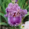 IRIS JUST WITCHERY - L'iriseraie - KUTTOLSHEIM ALSACE FRANCE