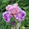 IRIS JUST WITCHERY - L'iriseraie - KUTTOLSHEIM ALSACE FRANCE