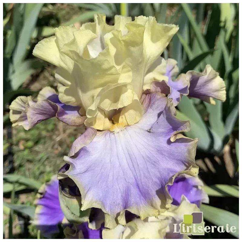 IRIS KONA WAVES - L'iriseraie - KUTTOLSHEIM ALSACE FRANCE