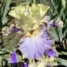 IRIS KONA WAVES - L'iriseraie - KUTTOLSHEIM ALSACE FRANCE