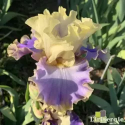 IRIS KONA WAVES - L'iriseraie - KUTTOLSHEIM ALSACE FRANCE