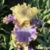 IRIS KONA WAVES - L'iriseraie - KUTTOLSHEIM ALSACE FRANCE