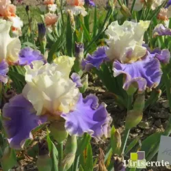 IRIS KONA WAVES - L'iriseraie - KUTTOLSHEIM ALSACE FRANCE