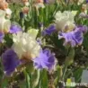 IRIS KONA WAVES - L'iriseraie - KUTTOLSHEIM ALSACE FRANCE