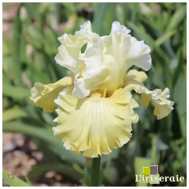 IRIS LES POUMAROTS - L'iriseraie - KUTTOLSHEIM ALSACE FRANCE